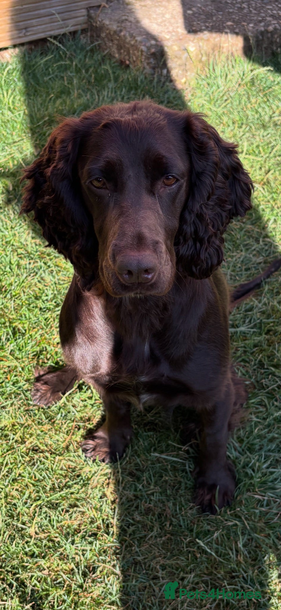 Cocker Spaniel dogs 2 years old cocker spaniel  **  - Advert 8