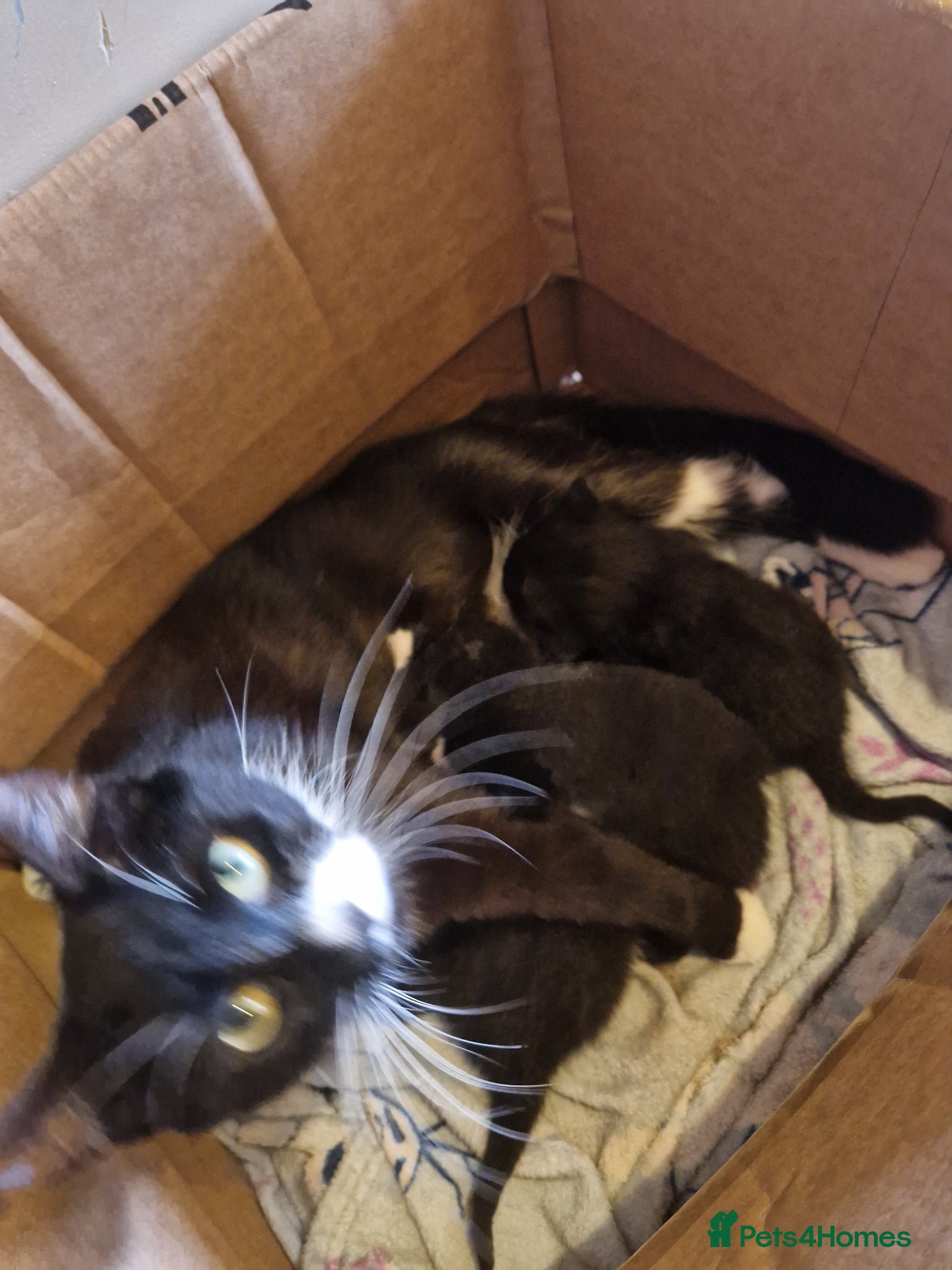 Mixed Breed cats for sale: Cat Tuxedo (Felix) - Advert 9