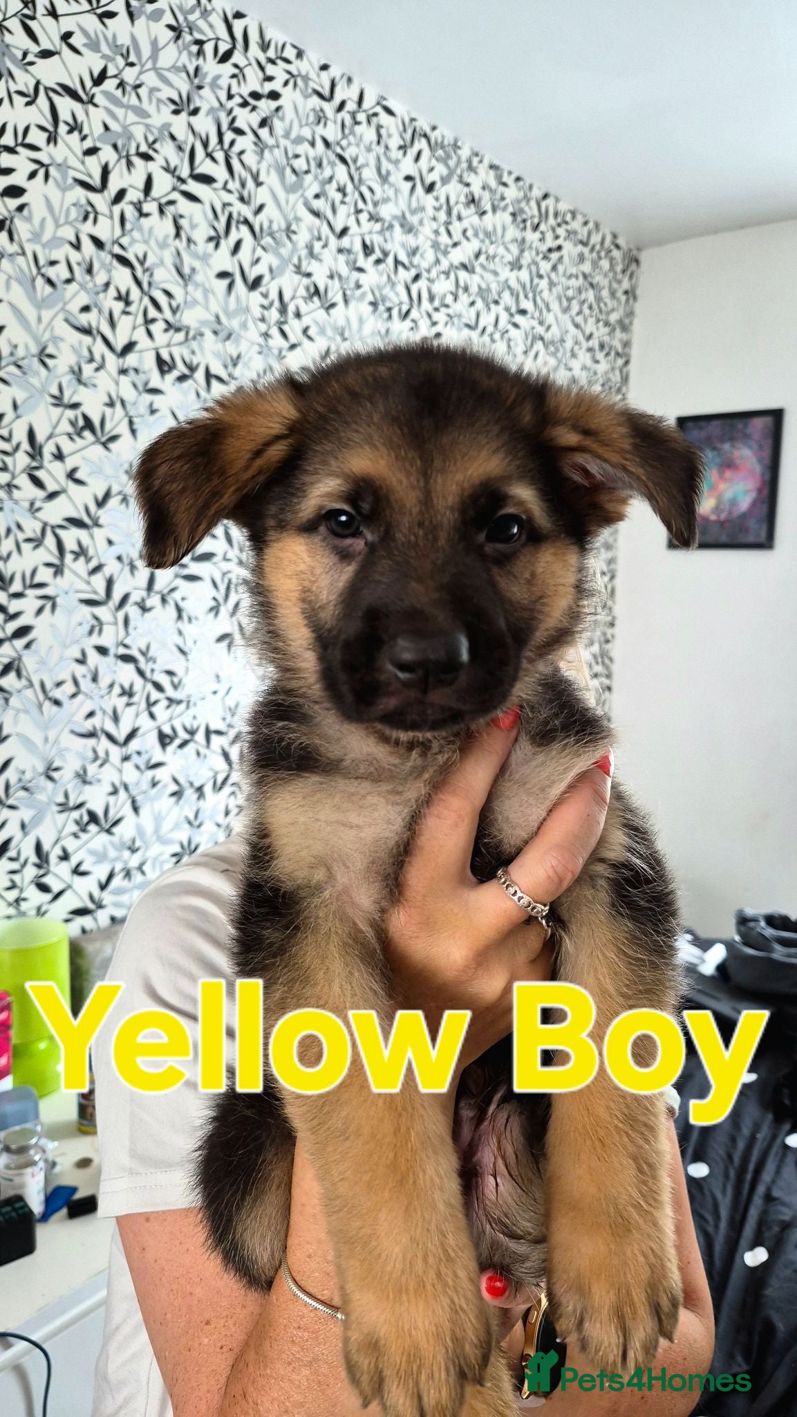 German Shepherd dogs Beautiful German Shepherd Puppies - Advert 1