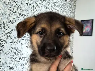 German Shepherd dogs Beautiful German Shepherd Puppies - Advert 1