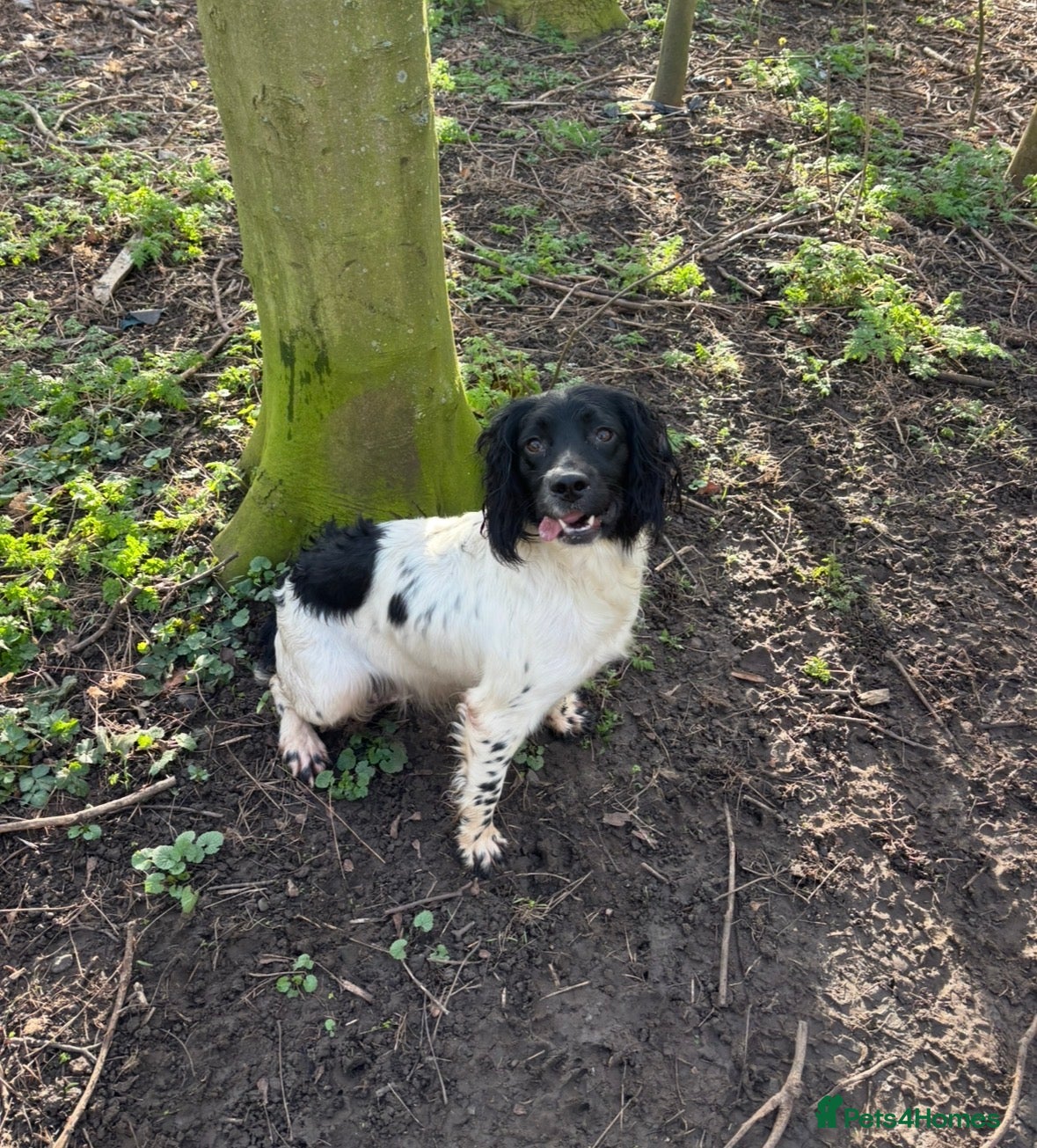 English Springer Spaniel dogs Working Springer Spaniels - Advert 1