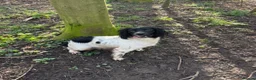 English Springer Spaniel dogs for sale: Working Springer Spaniels in Stockton-on-Tees - Advert 1