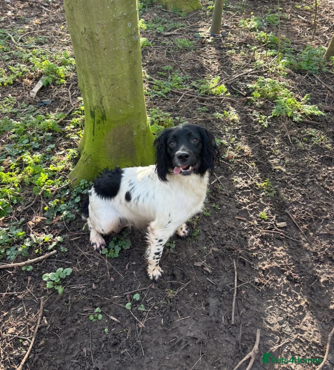 English Springer Spaniel dogs for sale: Working Springer Spaniels in Stockton-on-Tees - Advert 1