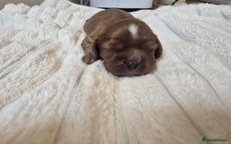Cavalier King Charles Spaniel dogs for sale: Ruby boys kc cavalier King Charles puppies  - Image 4