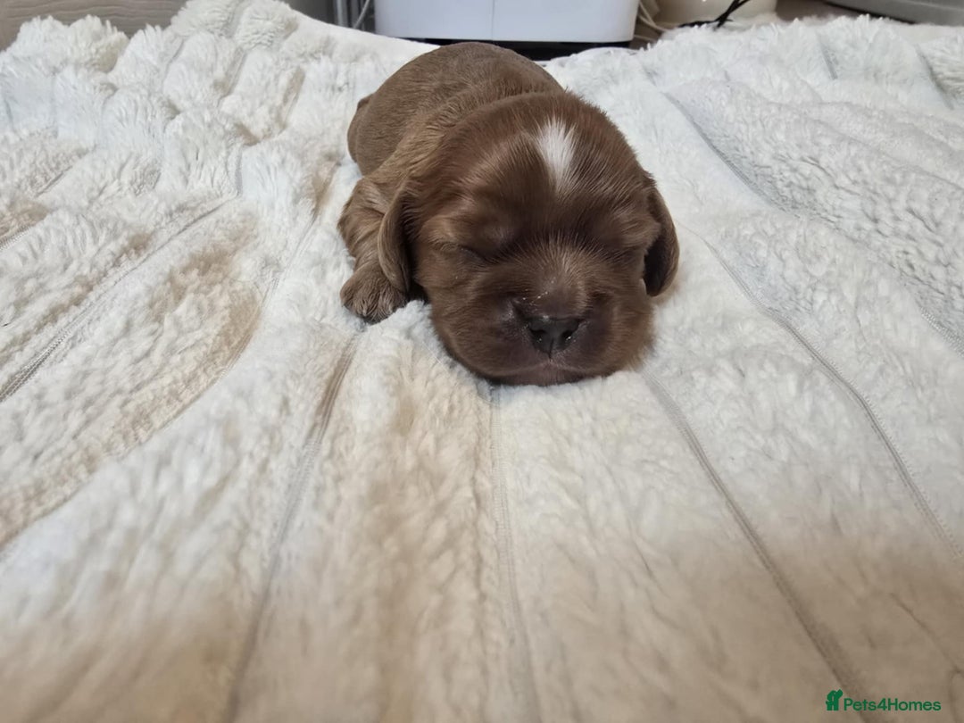 Cavalier King Charles Spaniel dogs for sale: Ruby boys kc cavalier King Charles puppies  - Image 4