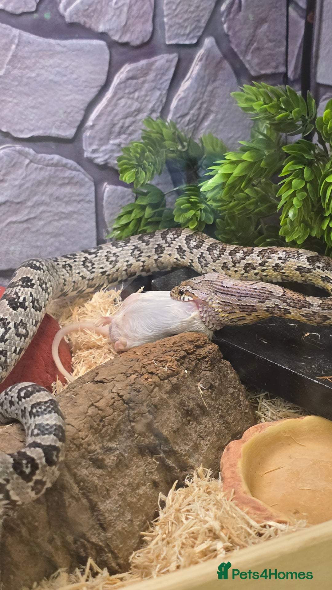 Corn Snake reptiles for sale: 11 Month Anery Corn Snake, Full Viv Setup - Advert 1