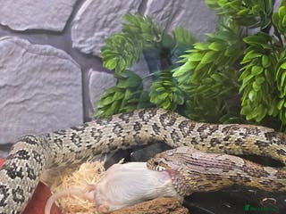 Corn Snake reptiles 11 Montn Anery Corn Snake, Full Viv Setup - Advert 1