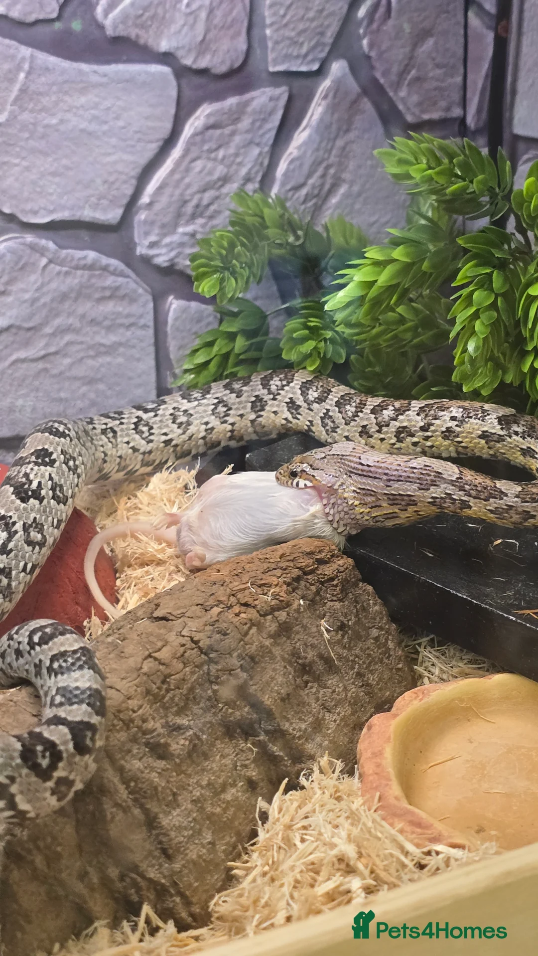 Corn Snake reptiles for sale: 11 Month Anery Corn Snake, Full Viv Setup - Advert 1