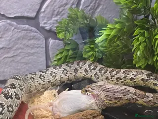 Corn Snake reptiles 11 Month Anery Corn Snake, Full Viv Setup - Advert 6