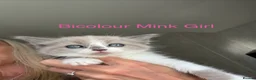 Ragdoll cats for sale: Full Ragdoll Kittens - Ready now Mink - Advert 11