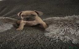 Mixed Breed dogs for sale: American bulldog X French bulldog last 3 left  - Image 5