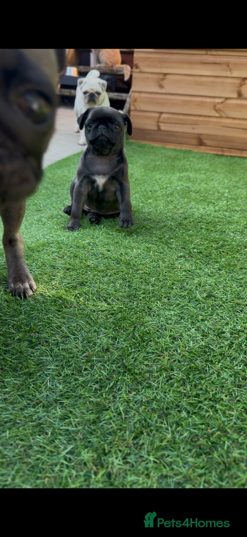 Pug dogs Siera - Advert 1