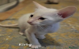 Balinese cats for sale: 8 supersoft purebred GCCF reg Balinese variants - Image 9