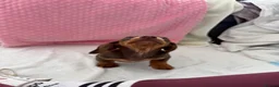 Miniature Dachshund dogs for sale: Miniature dachshund puppies in Largs - Advert 25