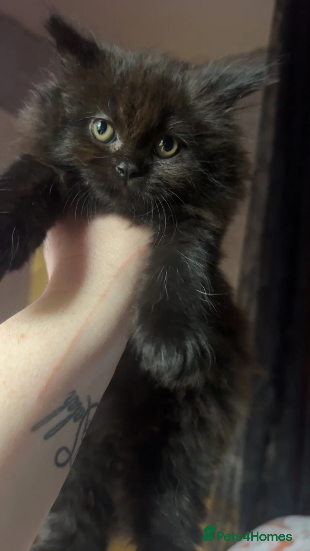 Persian cats for sale: Kittens  in London - Advert 2