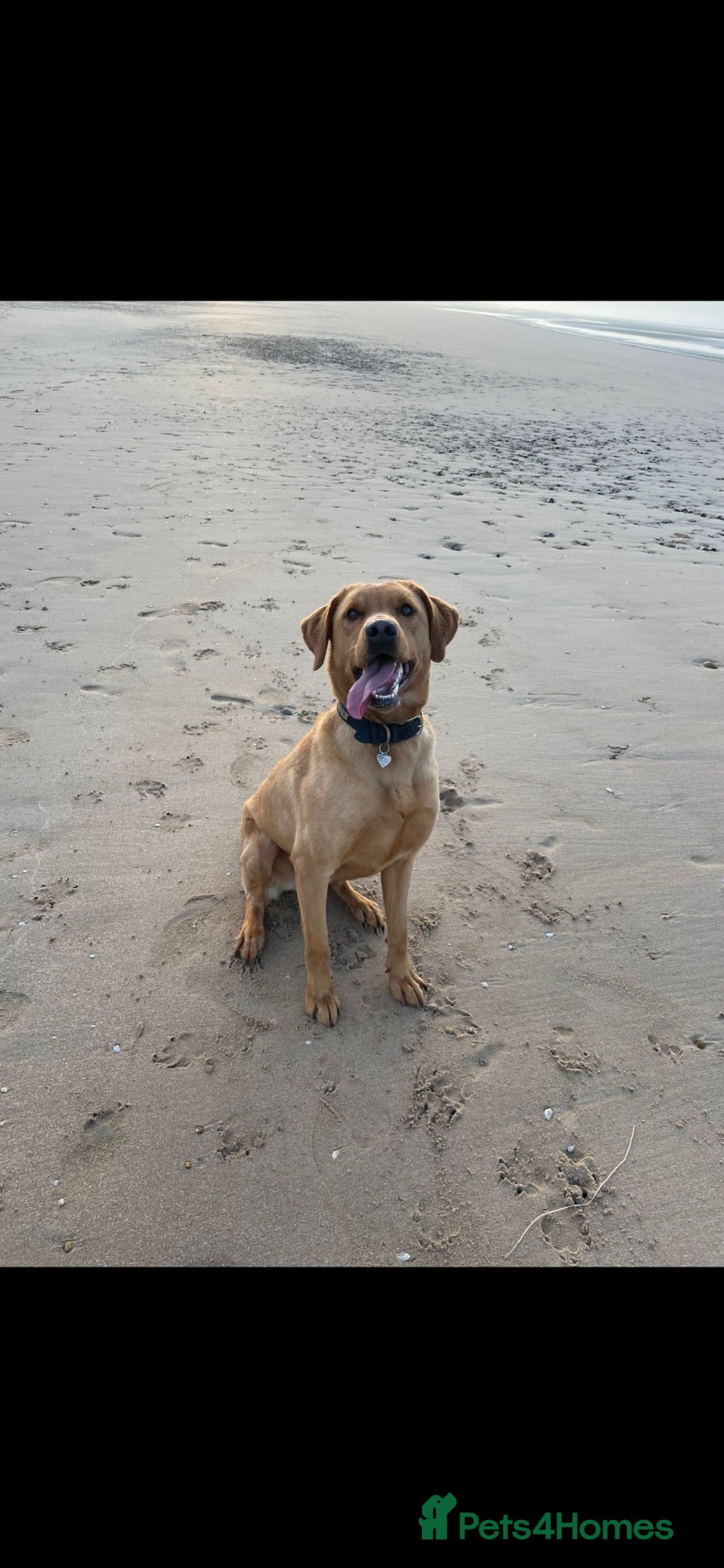 Labrador Retriever dogs 5 Year Old Girl Fox Red Lab - Advert 1
