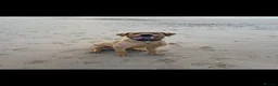 Labrador Retriever dogs for sale: 5 Year Old Girl Fox Red Lab in Cranbrook - Advert 1