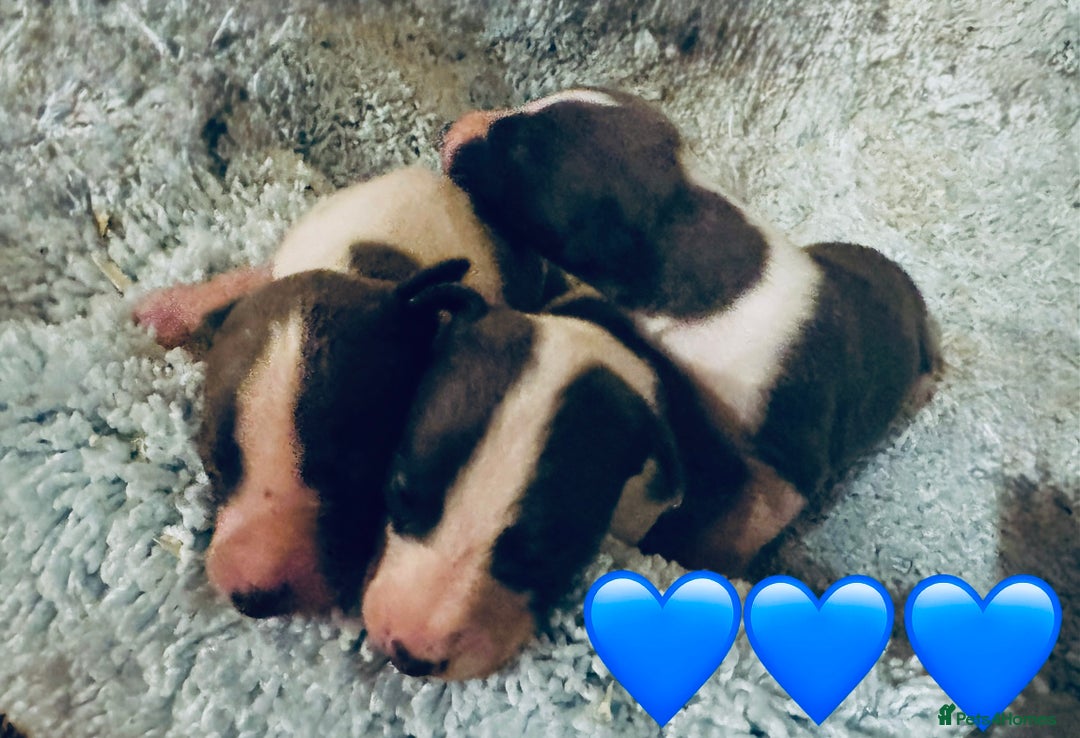 Whippet dogs for sale: 🐾 Exceptional small sized KC Reg Whippet Pups🐾 - Advert 18