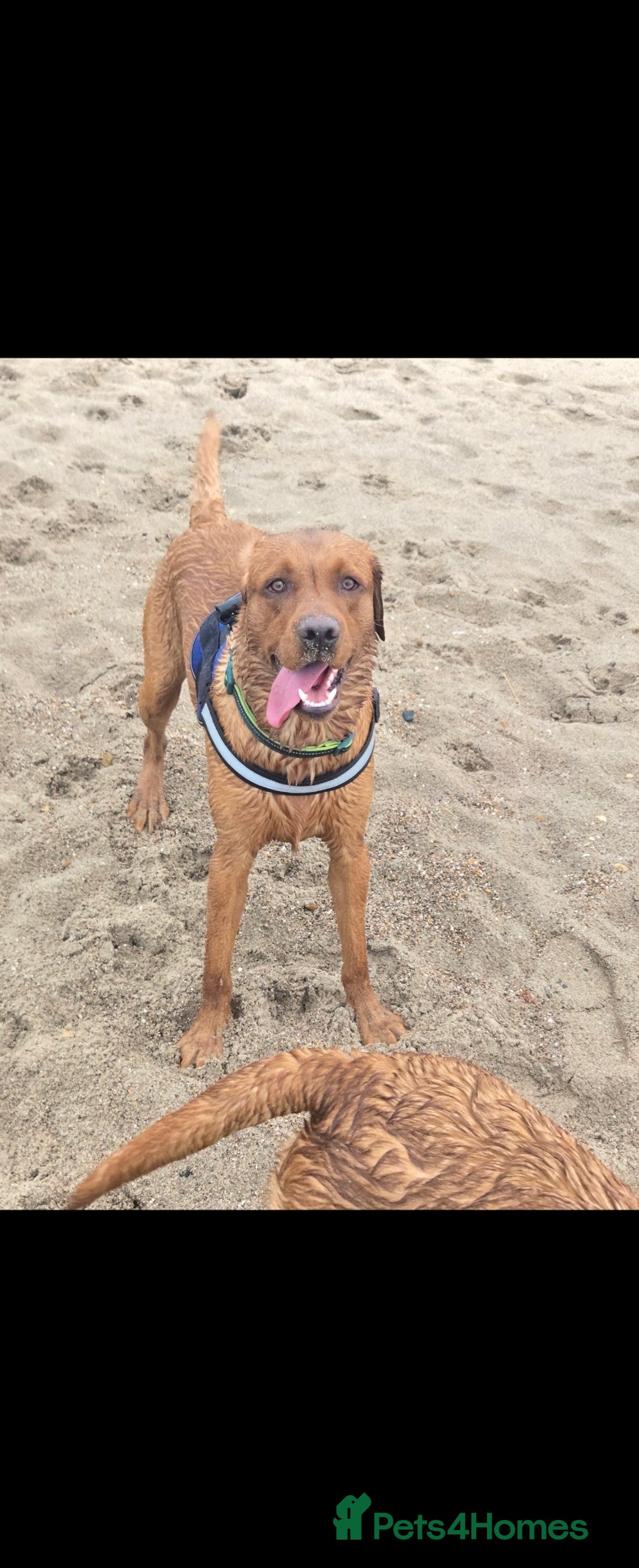 Labrador Retriever dogs for stud: Fox red labrador for stud - Advert 5