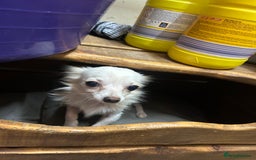 Chihuahua dogs for sale: Pure  white Chihuahua - Image 2
