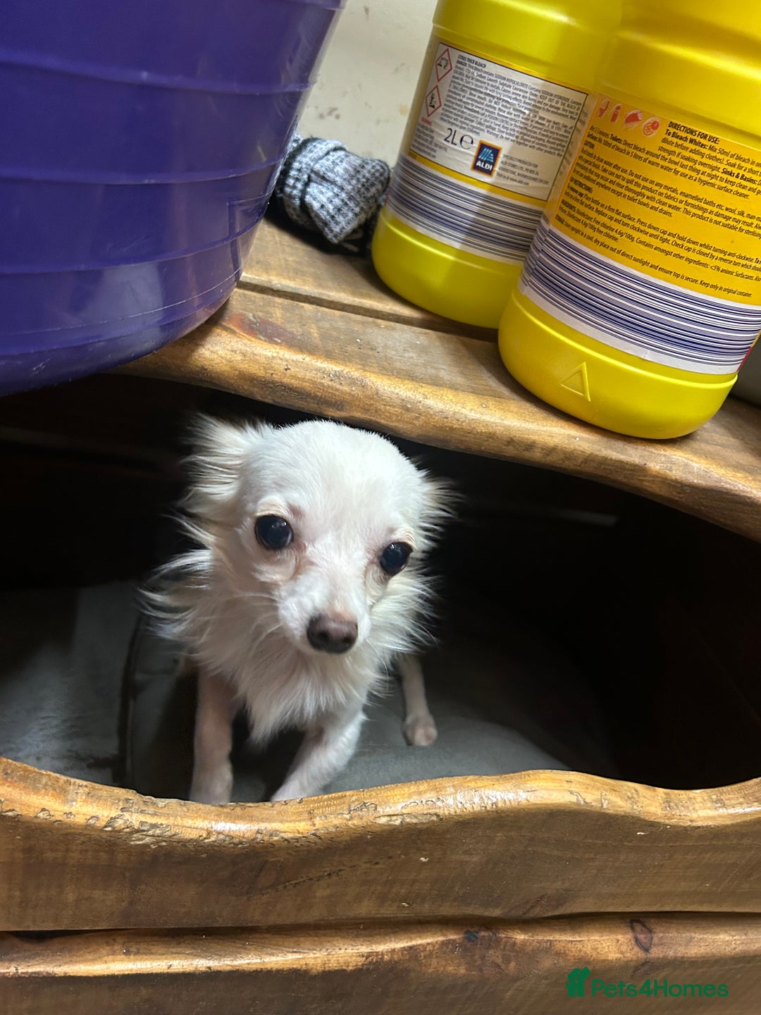Chihuahua dogs for sale: Pure  white Chihuahua - Image 2
