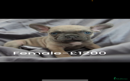 French Bulldog dogs for sale: LAST 3 PUPS AVAILABLE - Image 1