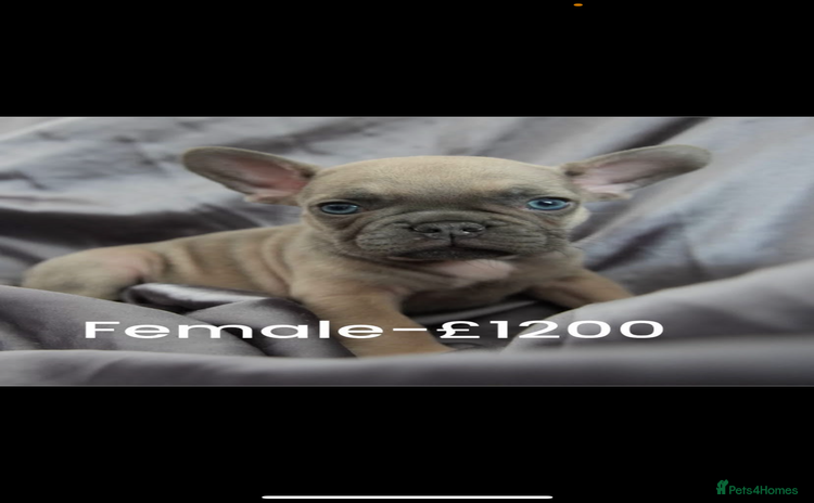 French Bulldog dogs - Advert 1