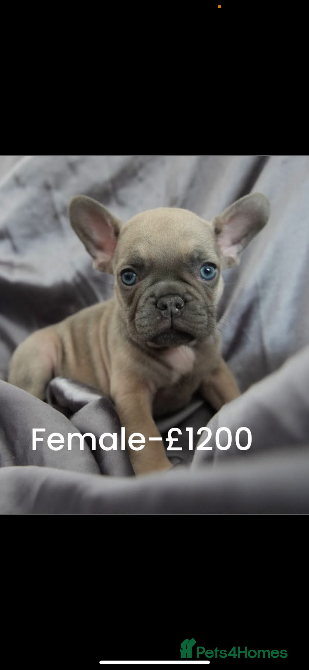 French Bulldog dogs for sale: LAST 3 PUPS AVAILABLE - Image 1