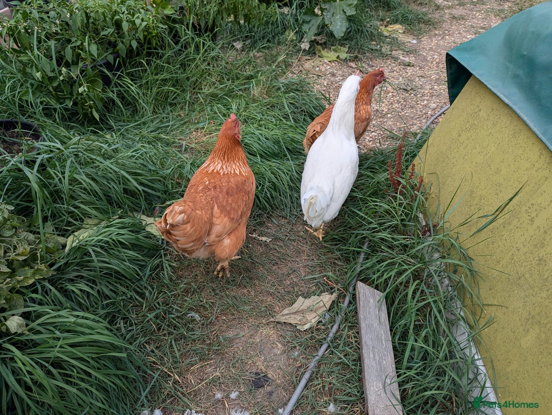 Chickens poultry for sale: 3 Egg laying chicken (POL) - Image 2