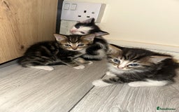 Mixed Breed cats for sale: 3tabby kittens to sale - Image 4
