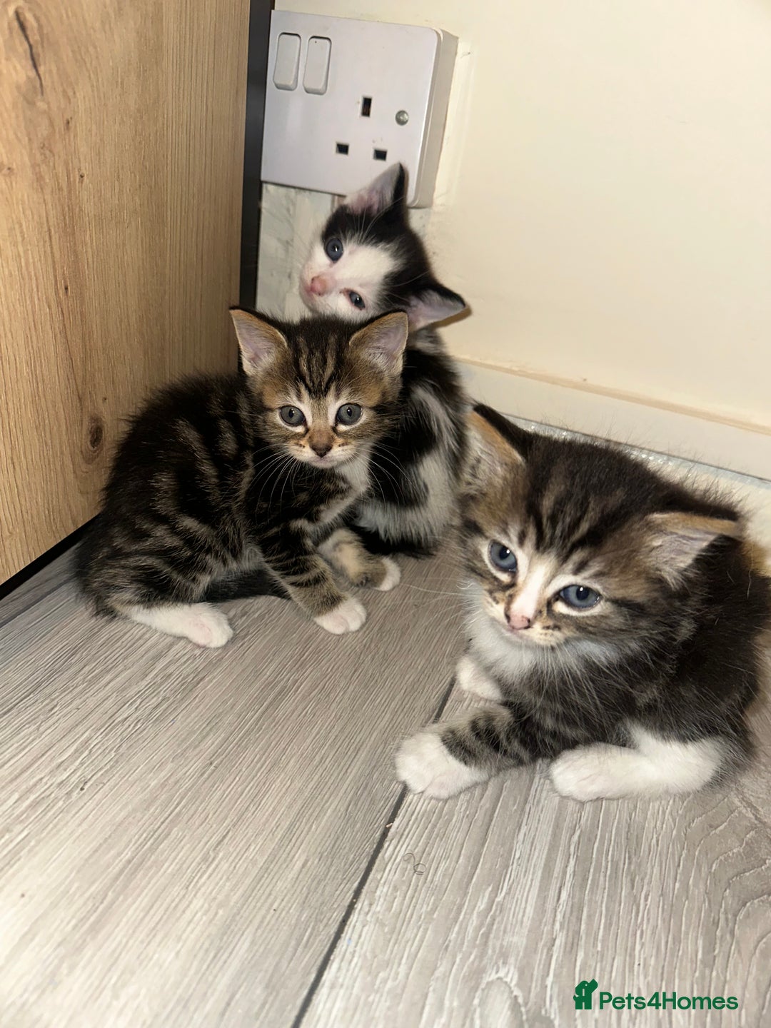 Mixed Breed cats for sale: 3tabby kittens to sale - Image 4