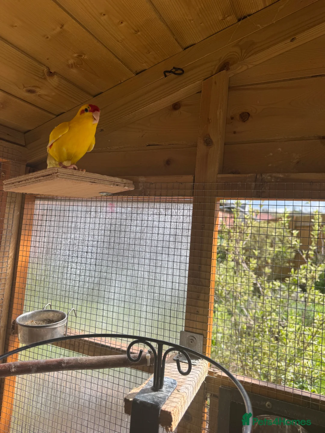 Parakeets birds for sale: Yellow Male kakariki  - Advert 1