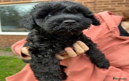 Cockapoo dogs for sale: Cockapoo pups - Image 23