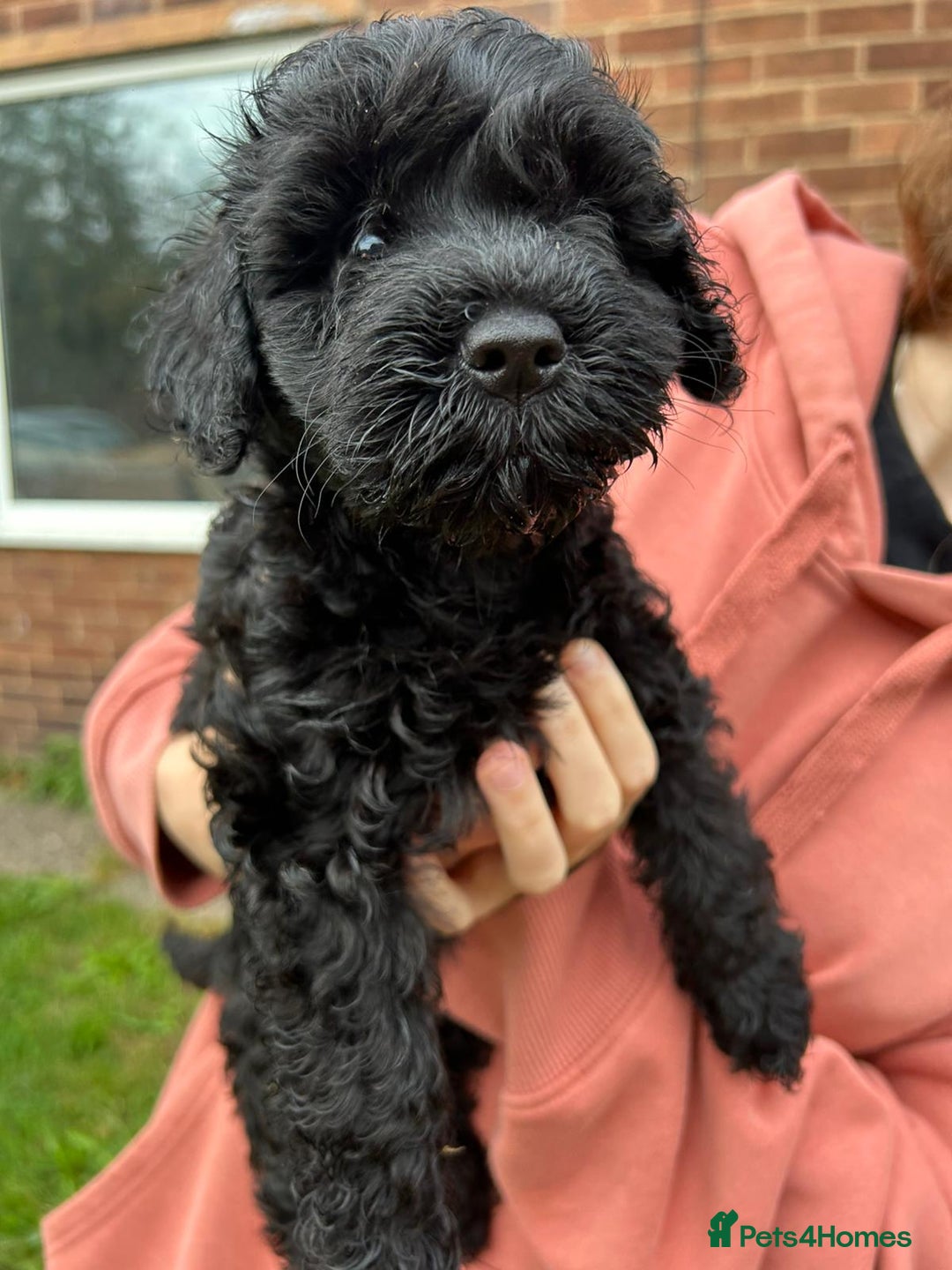 Cockapoo dogs for sale: Cockapoo pups - Image 23