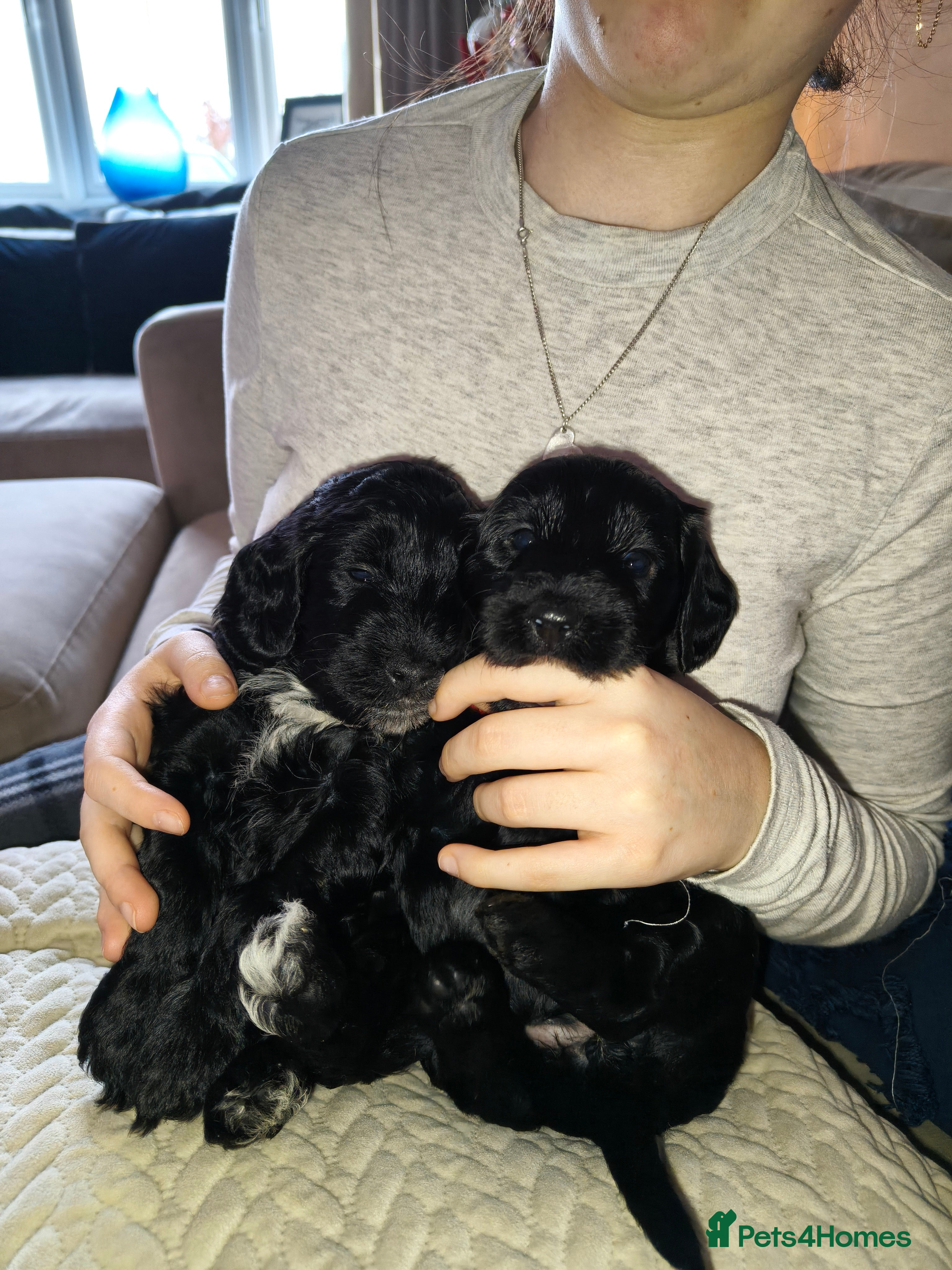 Cockapoo dogs F1b Cockapoo Puppies – 6 Newborn Pups - Advert 16