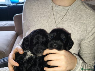 Cockapoo dogs F1b Cockapoo Puppies – 6 Newborn Pups - Advert 16