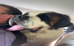 Saint Bernard dogs for stud: KC reg Big strong fluffy boy up for STUD (PROVEN) in Uttoxeter - Image 4