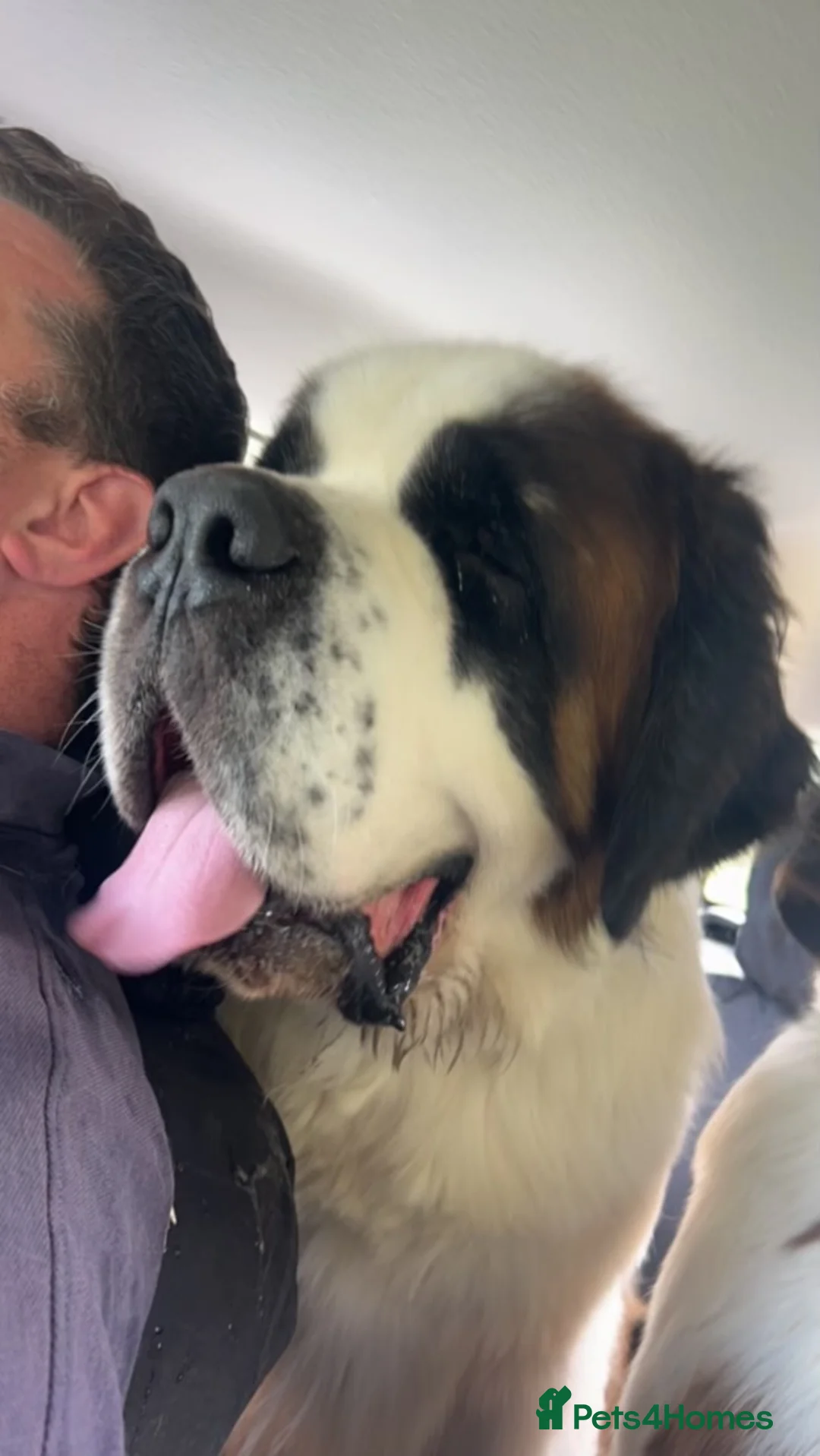 Saint Bernard dogs for stud: KC reg Big strong fluffy boy up for STUD (PROVEN) in Uttoxeter - Advert 4