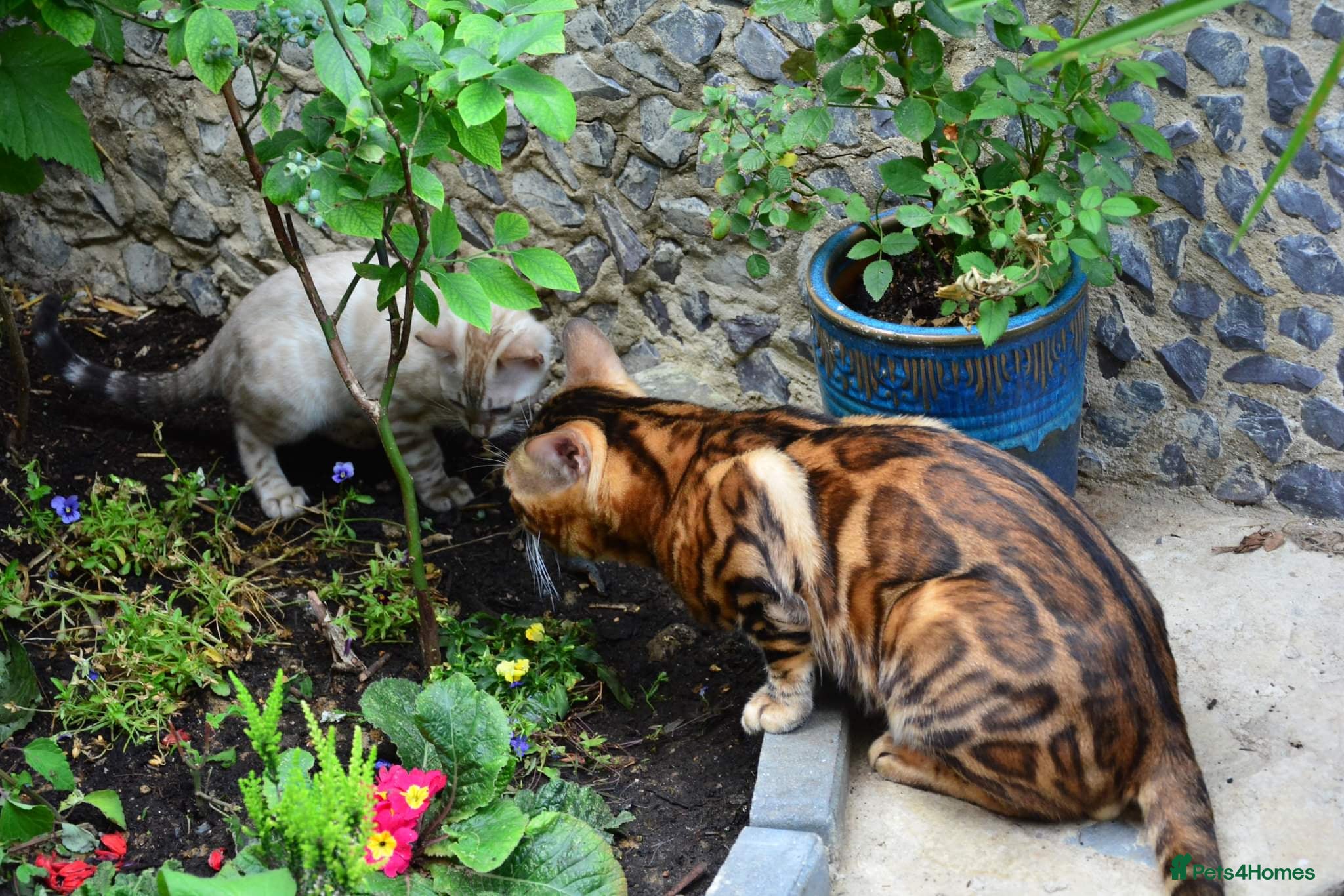 Bengal cats Impressive Stud Bengal TICA WCF reg - Advert 1