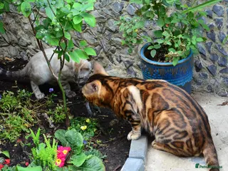 Bengal cats Impressive Stud Bengal TICA WCF reg - Advert 7