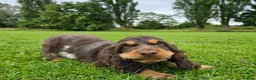 Cocker Spaniel dogs for sale: Show Type Chocolate Roan & tan female. 2 year old. - Advert 7