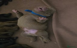 Labrador Retriever dogs for sale: Chunky cute lab pups for sale - Image 25