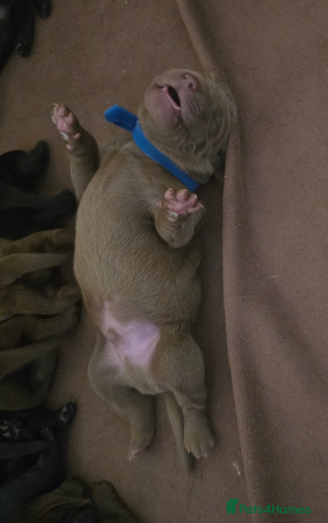 Labrador Retriever dogs for sale: Chunky cute lab pups for sale - Image 25