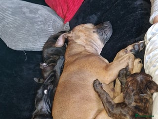 Staffordshire Bull Terrier dogs 1 GORGEOUS CHUNKY STAFFY BOY - Advert 6