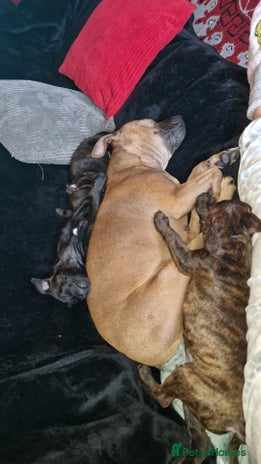 Staffordshire Bull Terrier dogs Gorgeous chunky male staffys - Advert 3