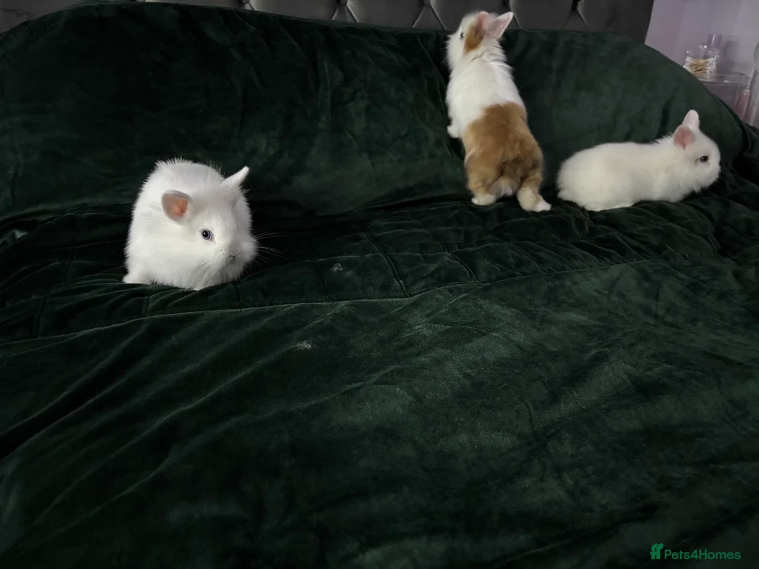 Lionhead rabbits for sale: Beautiful lion-head bunnies 🐰  - Advert 11