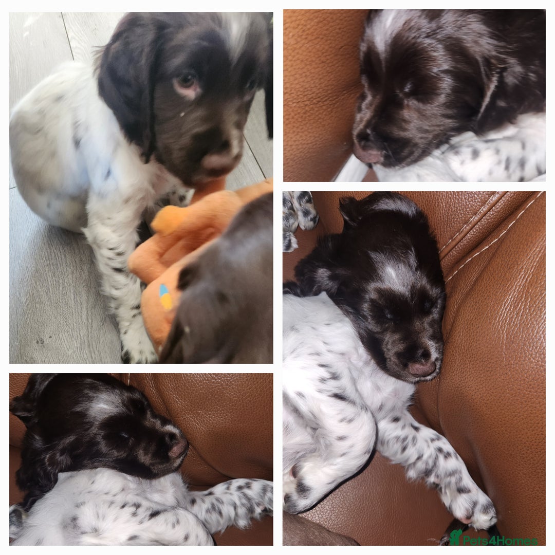 Cocker Spaniel dogs for sale: Cocker spaniel puppys. - Advert 13