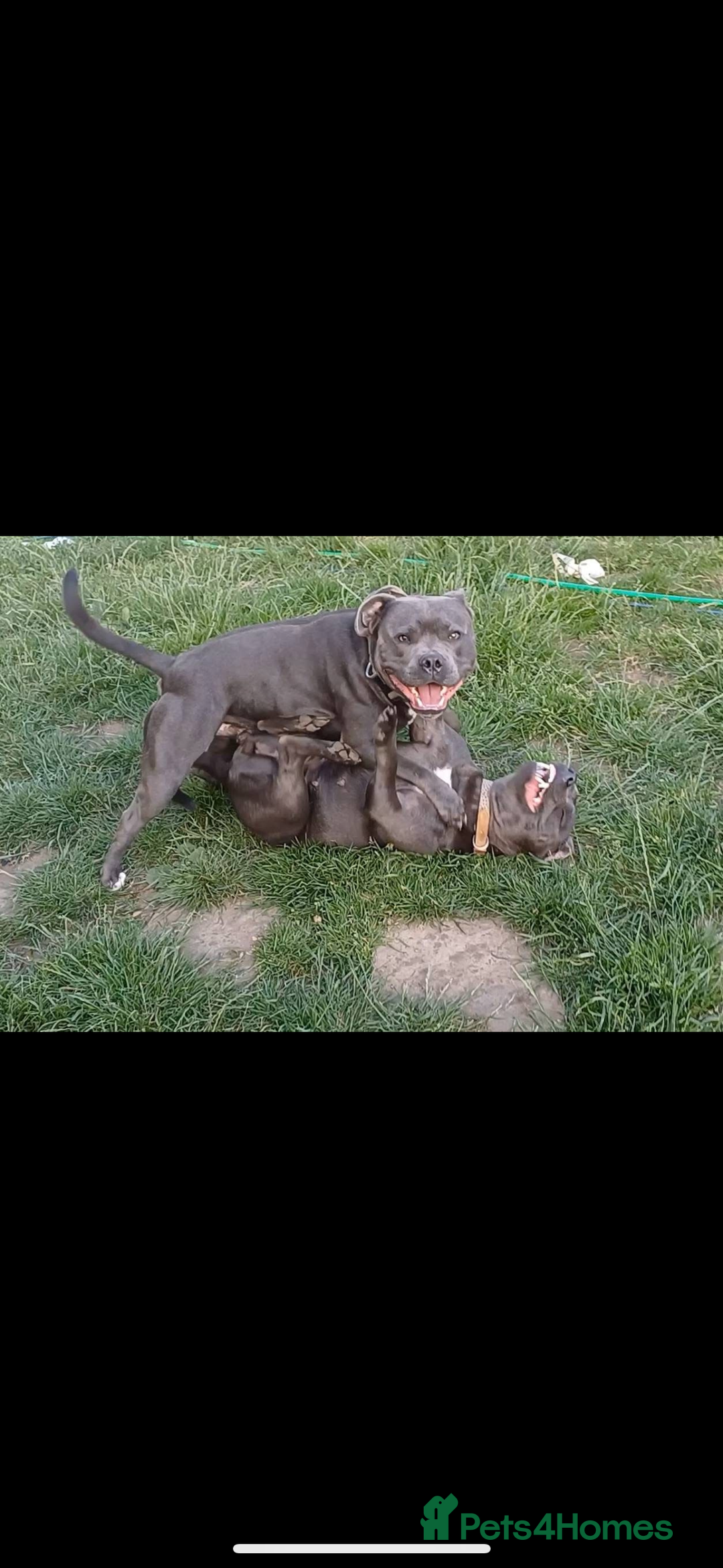 Staffordshire Bull Terrier dogs for sale: Male staff for sale  - Advert 5