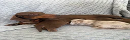 Miniature Dachshund dogs for sale: KC Mini Dachshunds – 2 Boys, 1 Dapple Girl in Prescot - Advert 2