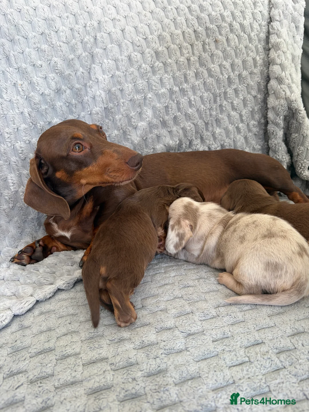 Miniature Dachshund dogs for sale: KC Mini Dachshunds – 2 Boys, 1 Dapple Girl in Prescot - Advert 2